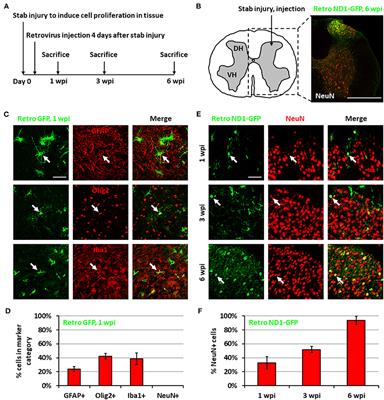 Regeneration of Functional Neurons After Spinal Cord Injury via in situ NeuroD1-Mediated Astrocyte-to-Neuron Conversion